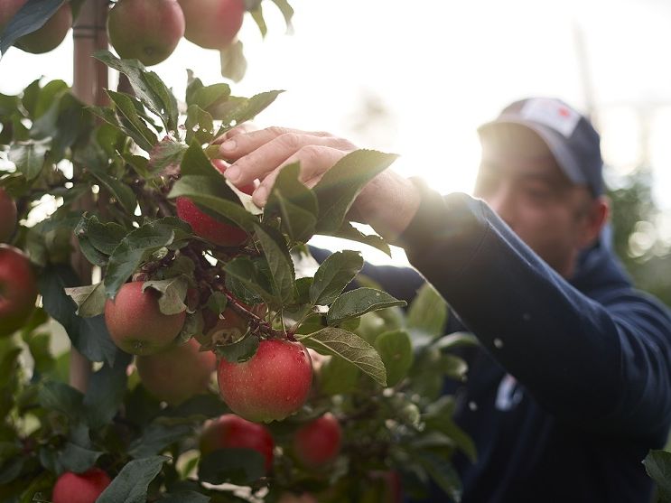 Obst vom Bodensee Vertriebsgesellschaft mbH