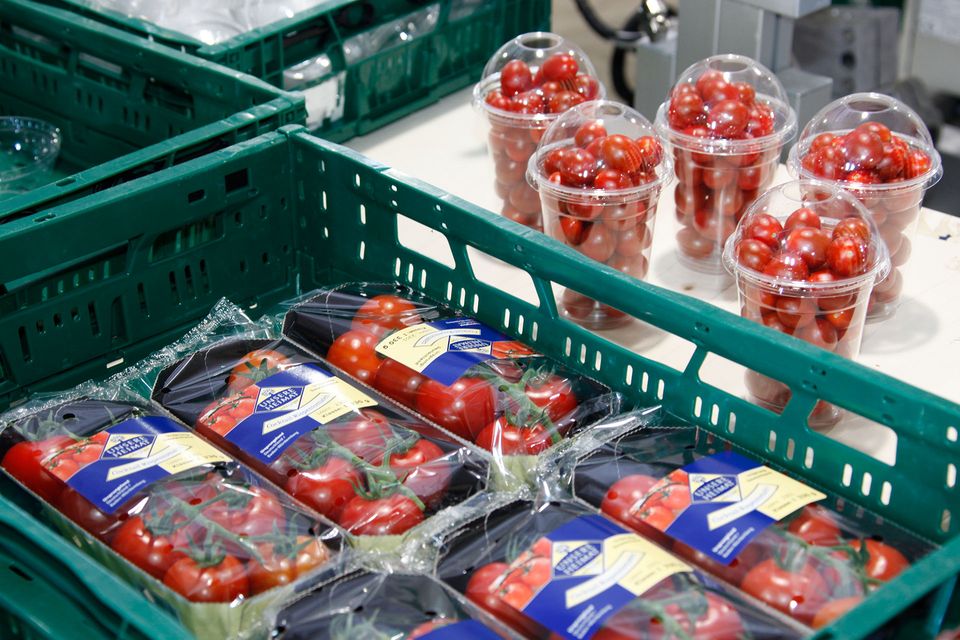 Korb mit abgepackten Tomaten von Hagdorn Tomaten