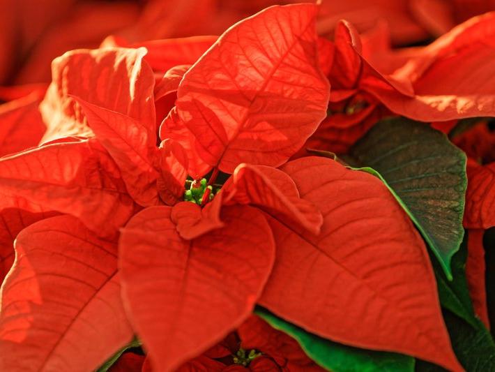 leuchtend roter Weihnachtsstern