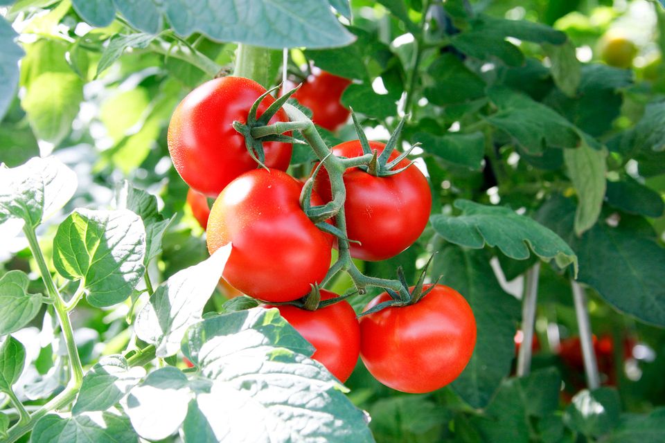 Rote Tomaten in der Sonne von Hagdorn Tomaten