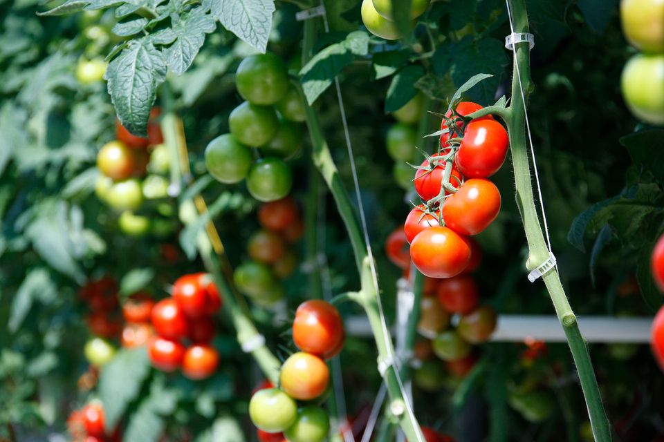 Tomaten am Strauch von Hagdorn Tomaten