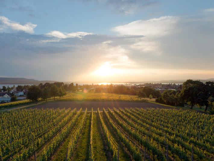 Insel Reichenau mit Sonnenaufgang