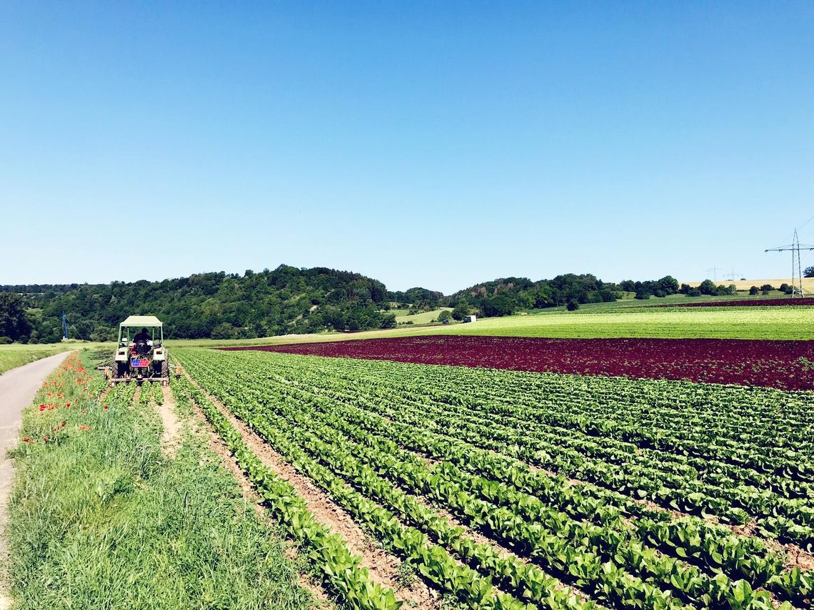 Gartenfrisch Jung GmbH