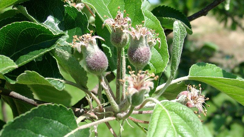 Kleine Äpfel am Baum