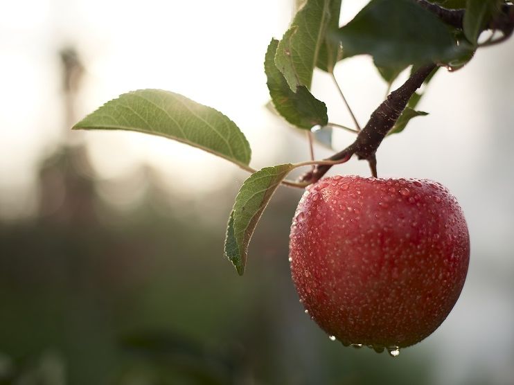 Obst vom Bodensee Vertriebsgesellschaft mbH