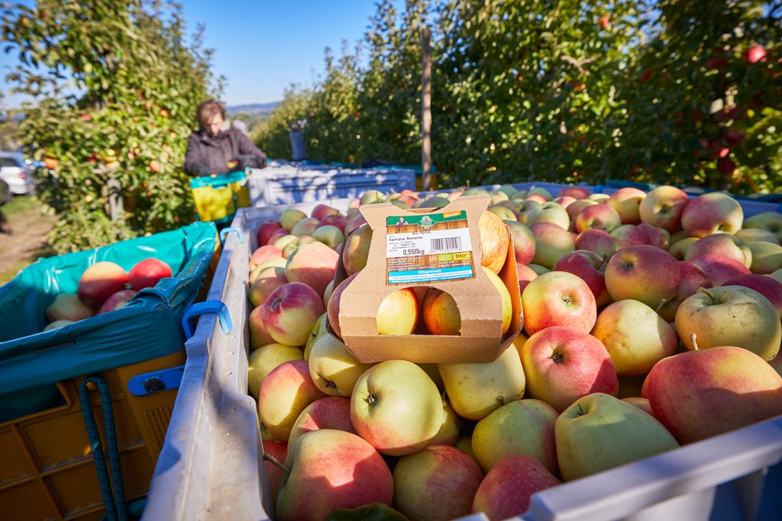 Gut Bodman Ledergerber Obst GbR