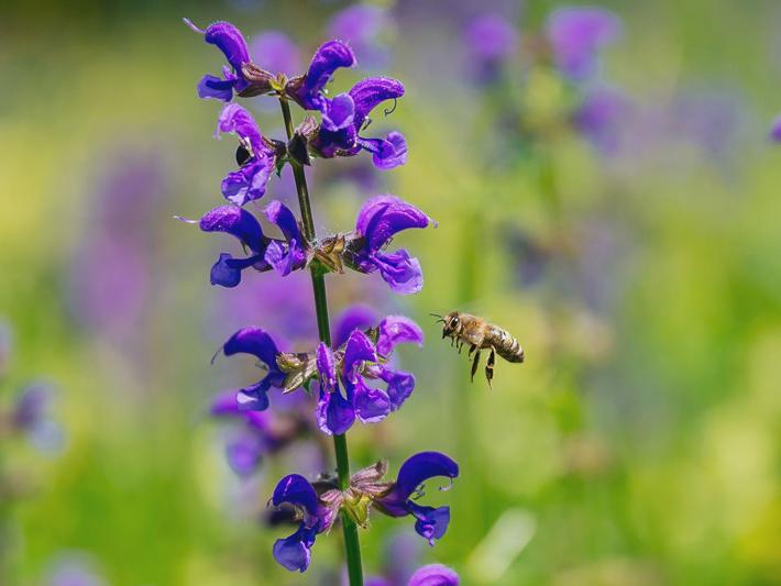 Biene auf dem Weg zu einer Blume