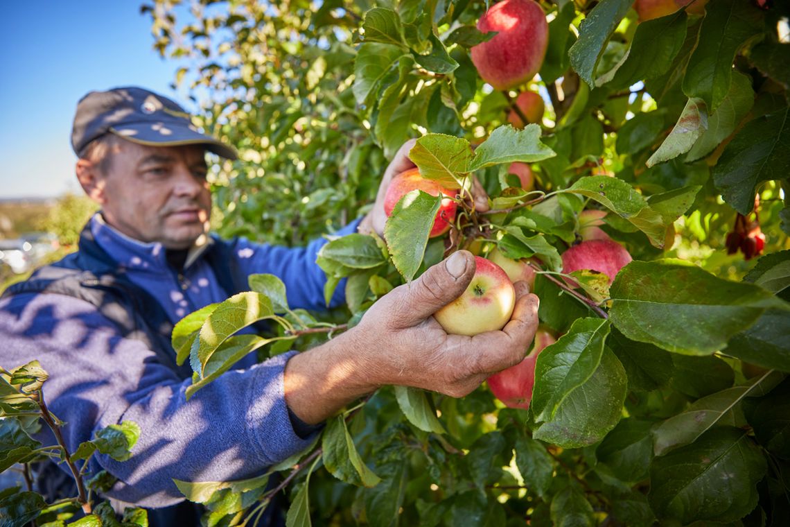 Gut Bodman Ledergerber Obst GbR