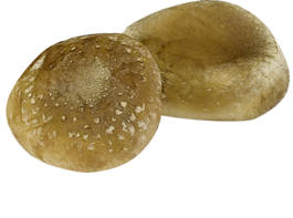 Shiitake-Pilz