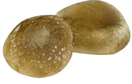 Shiitake-Pilz