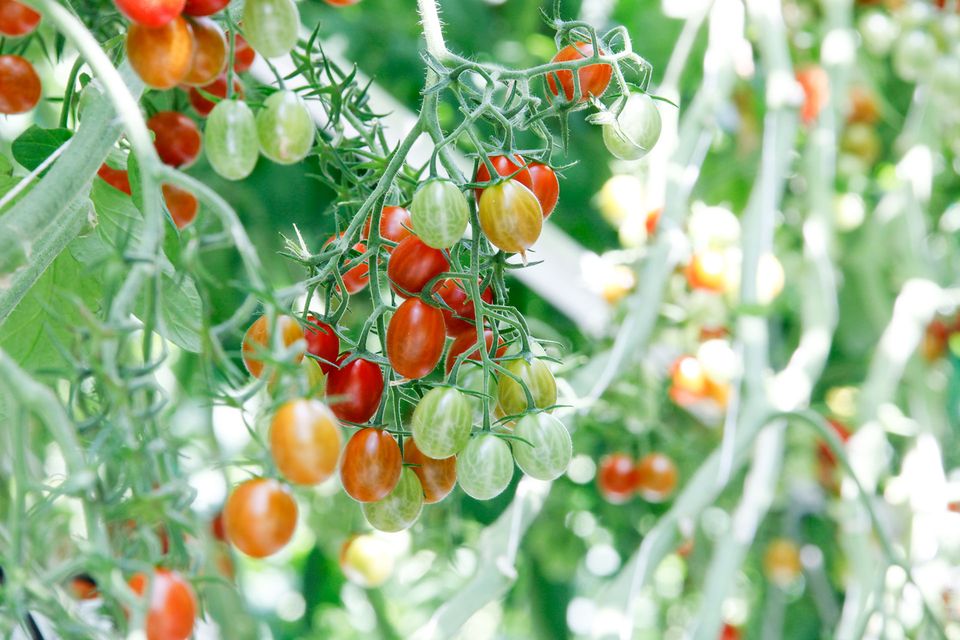 Verschiedene Tomaten am Strauch von Hagdorn Tomaten
