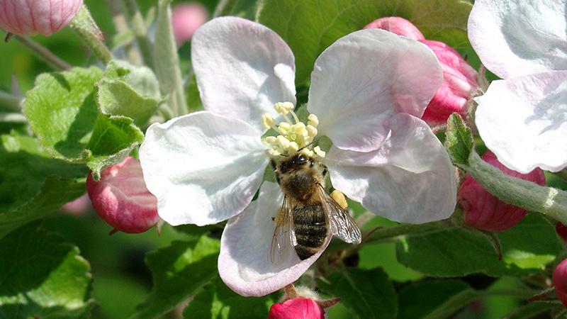 Biene auf einer Apfelblüte