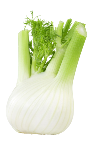 Fenchel