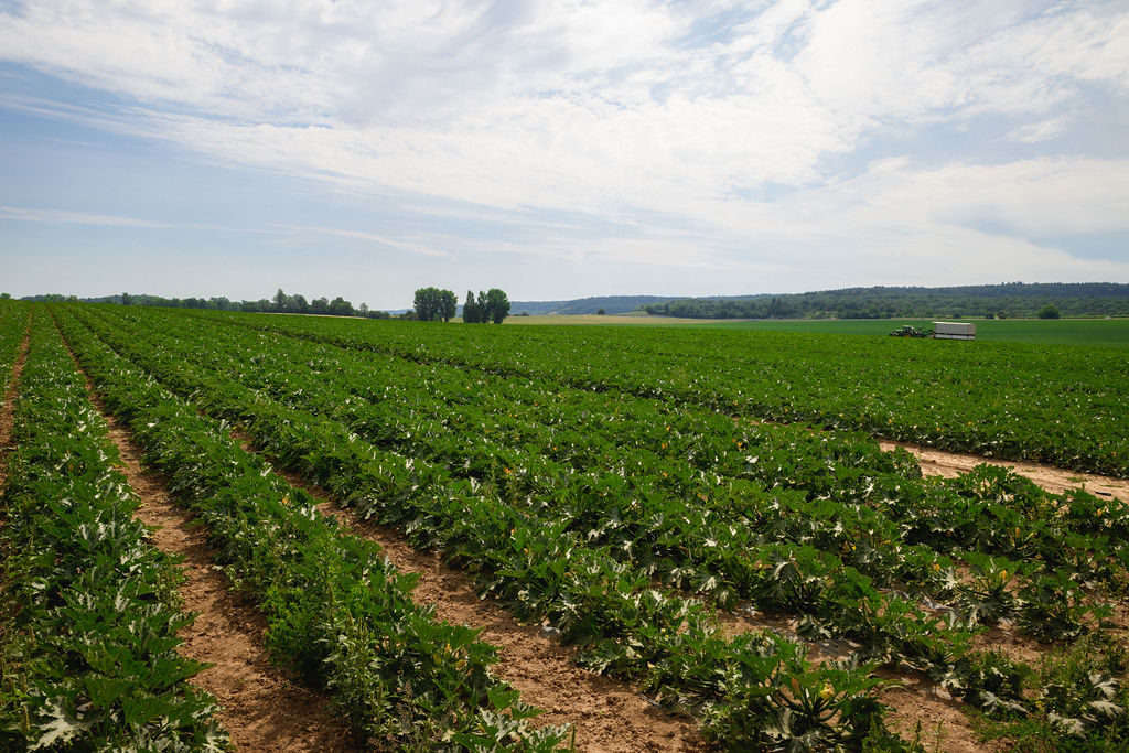 Kemmler Feld-und Gemüsebau