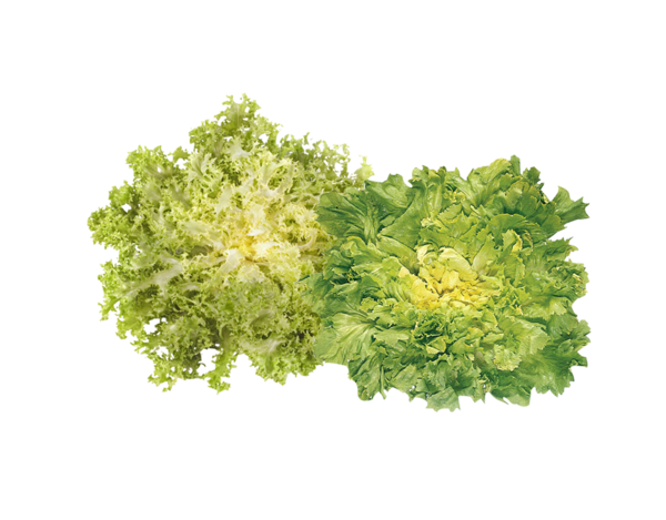 Endivie und Frisée