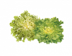 Endivie und Frisée