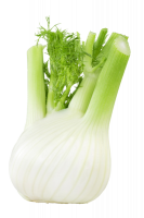 Fenchel