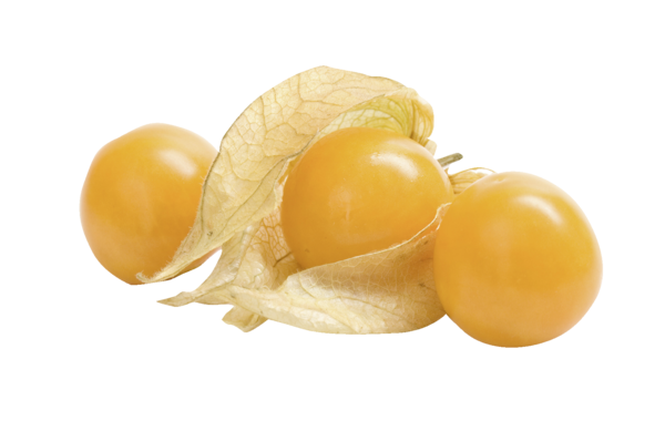 Physalis