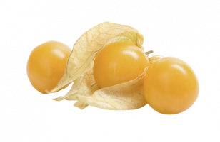 Physalis