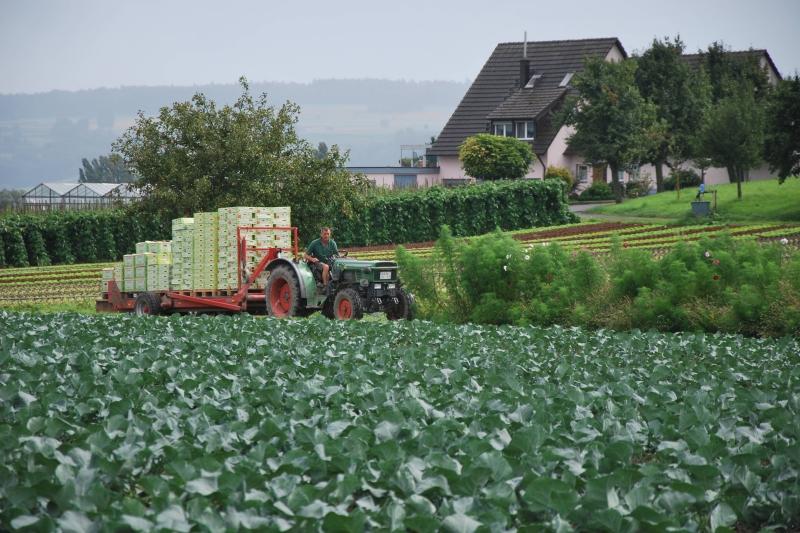 Reichenau-Gemüse eG