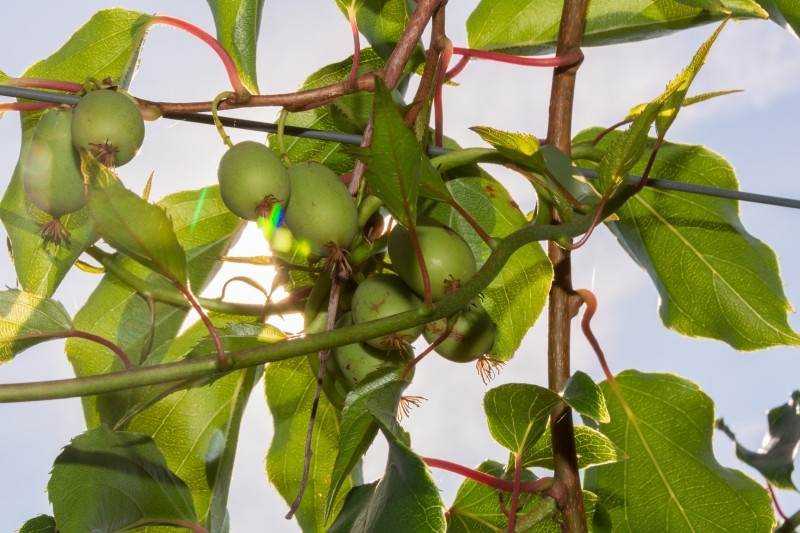 Obst- und Grünspargelhof Ehrenfeld