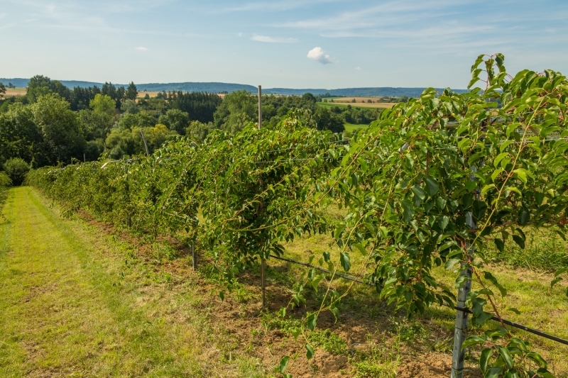 Obst- und Grünspargelhof Ehrenfeld