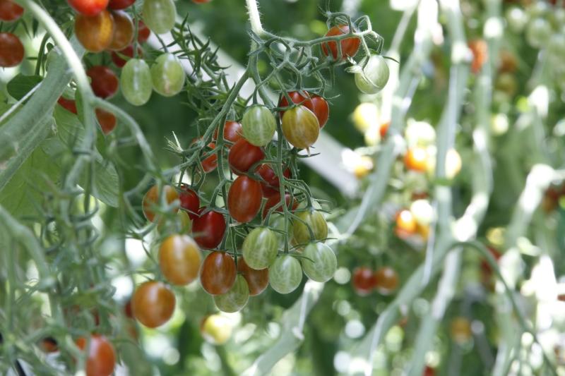 Hagdorn Tomaten