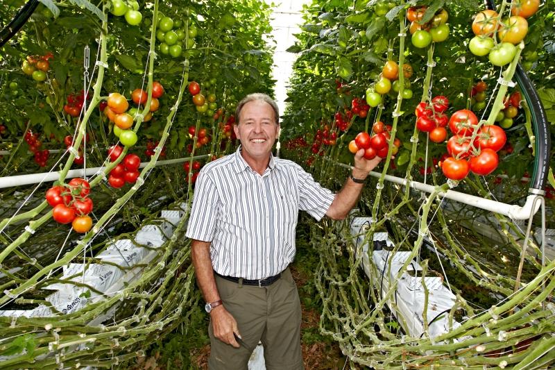 Hagdorn Tomaten