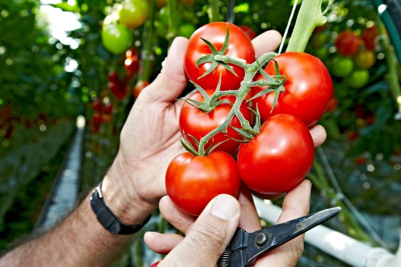 Hagdorn Tomaten