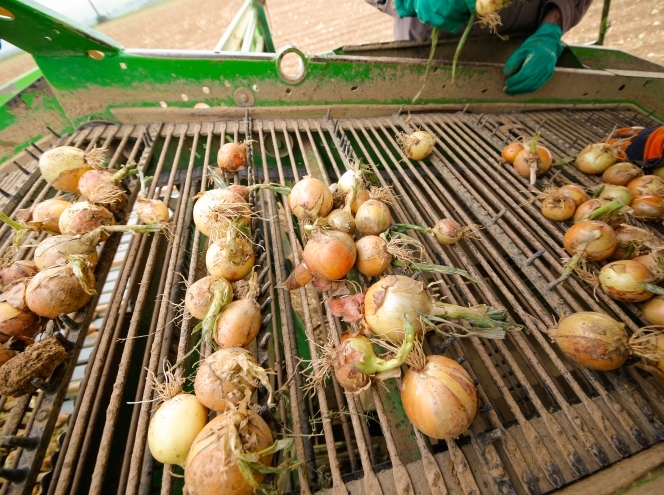 Bioland Obst und Gemüse Erzeugergemeinschaft GmbH & Co. KG