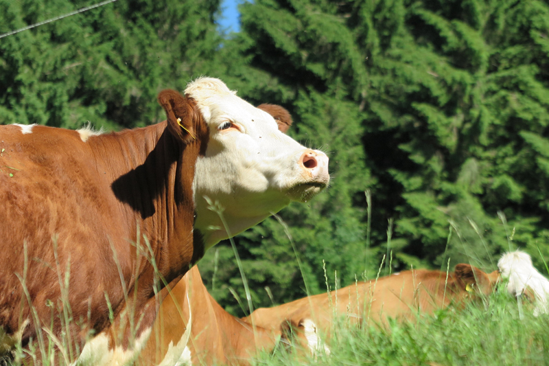 Schwarzwaldmilch GmbH Freiburg