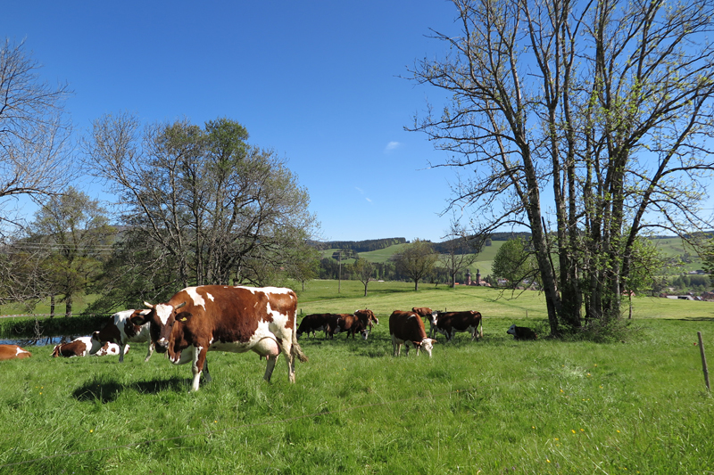 Schwarzwaldmilch GmbH Freiburg