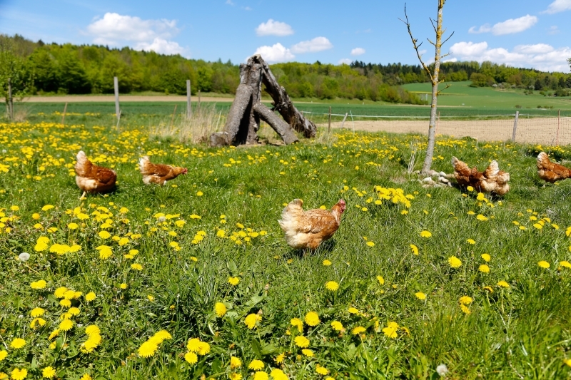 Biohühnerhof Halder