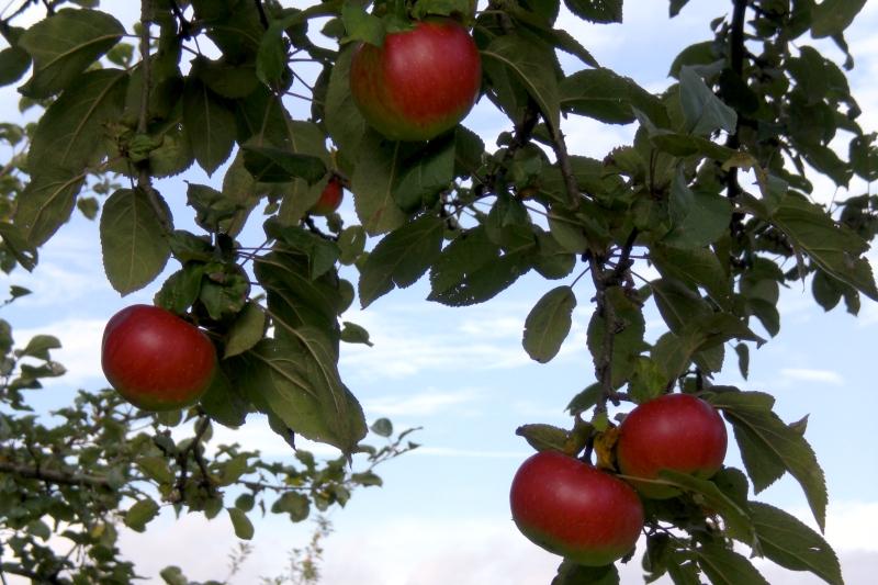 W. Streker Natursaft GmbH