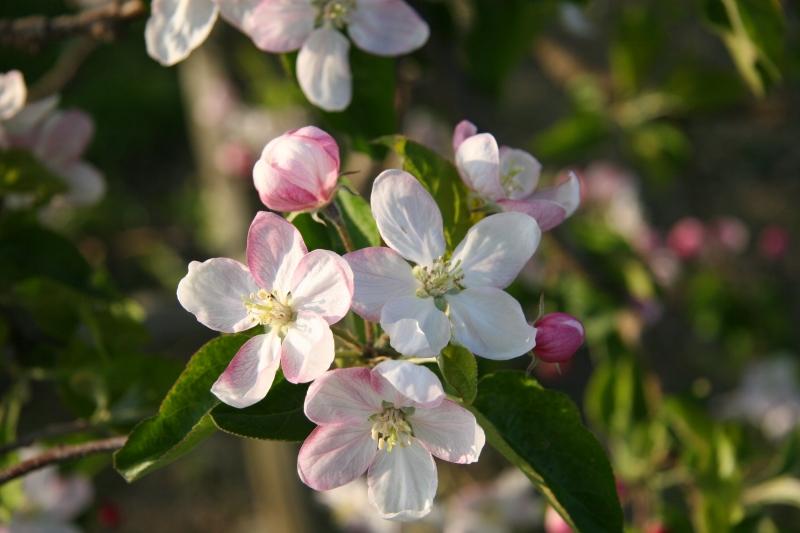 W. Streker Natursaft GmbH