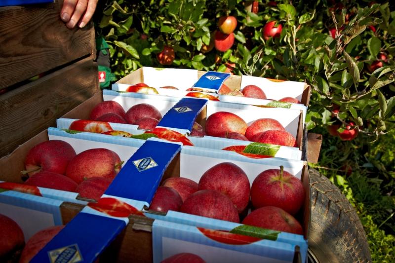 Obst vom Bodensee Vertriebsgesellschaft mbH aus Friedrichshafen EDEKA