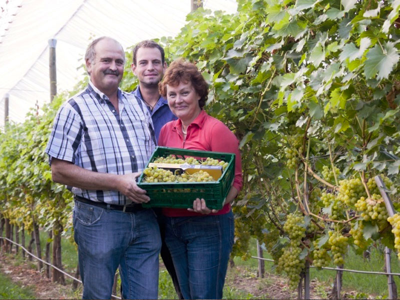 Tafeltrauben von Klaus und Karin Bauerle