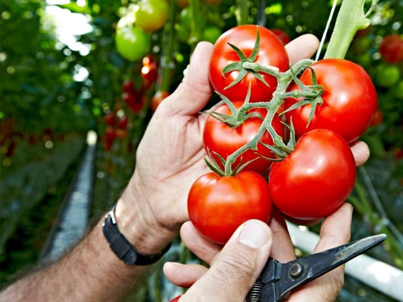 Tomaten aus der Region