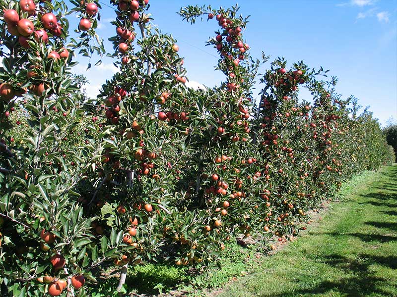 Äpfel aus der Region